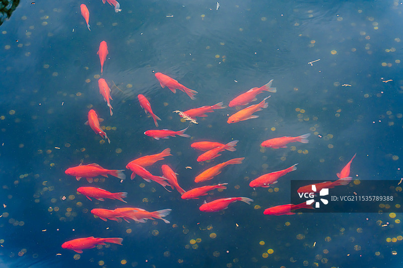 归元禅寺的秋图片素材