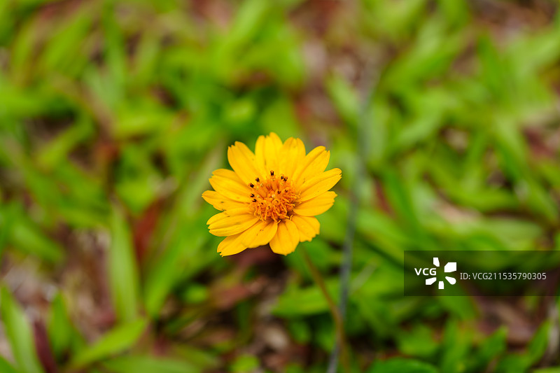 盛放的野菊花图片素材