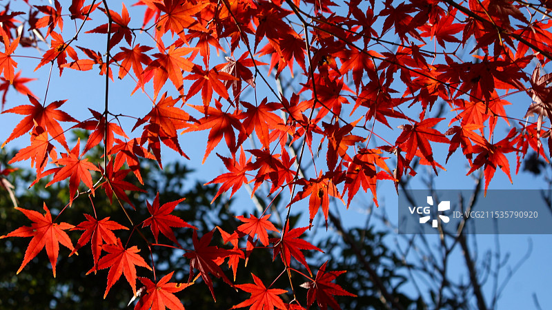 红枫叶图片素材