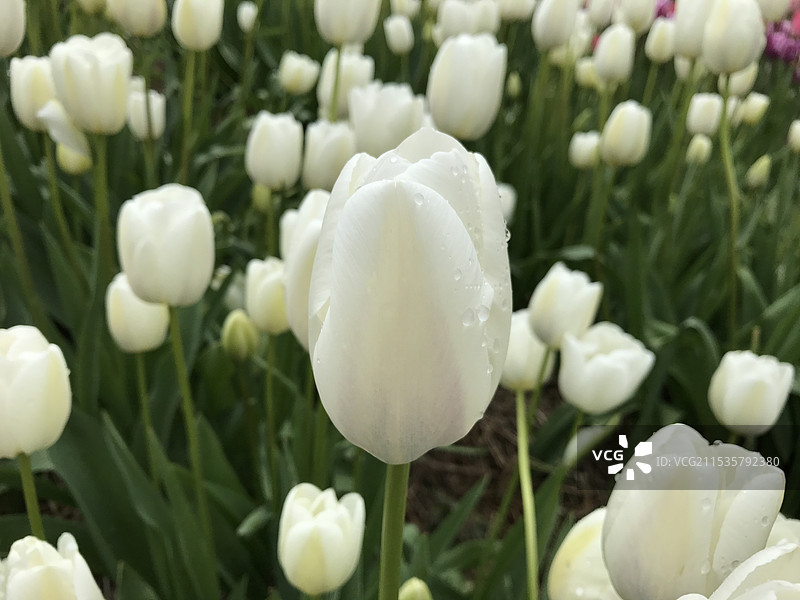 加拿大阿伯茨福德郁金香花海图片素材