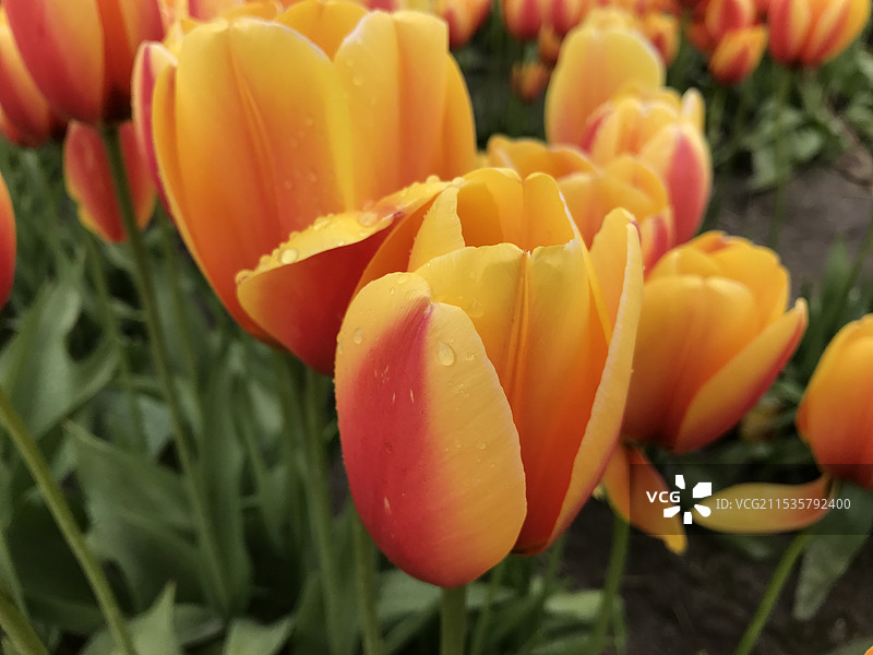 加拿大阿伯茨福德郁金香花海图片素材