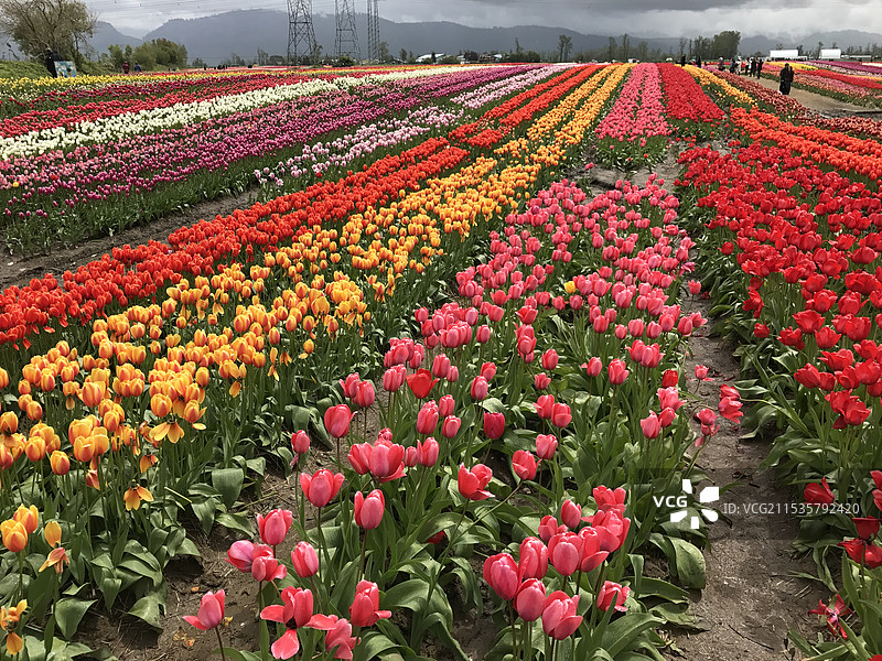 加拿大阿伯茨福德郁金香花海图片素材