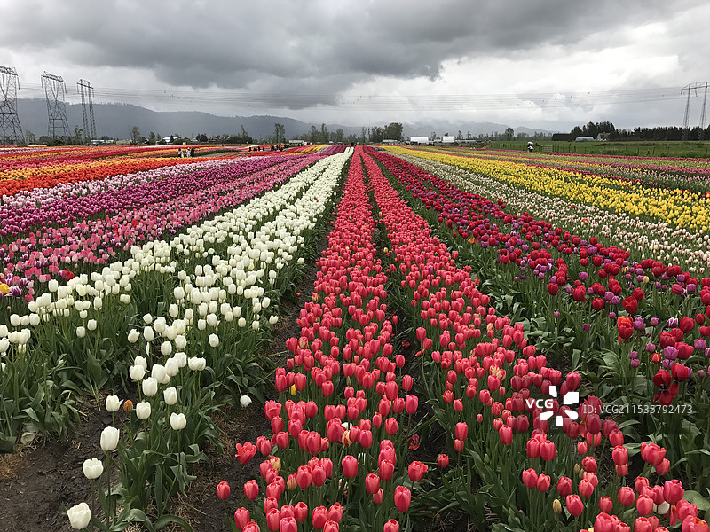 加拿大阿伯茨福德郁金香花海图片素材