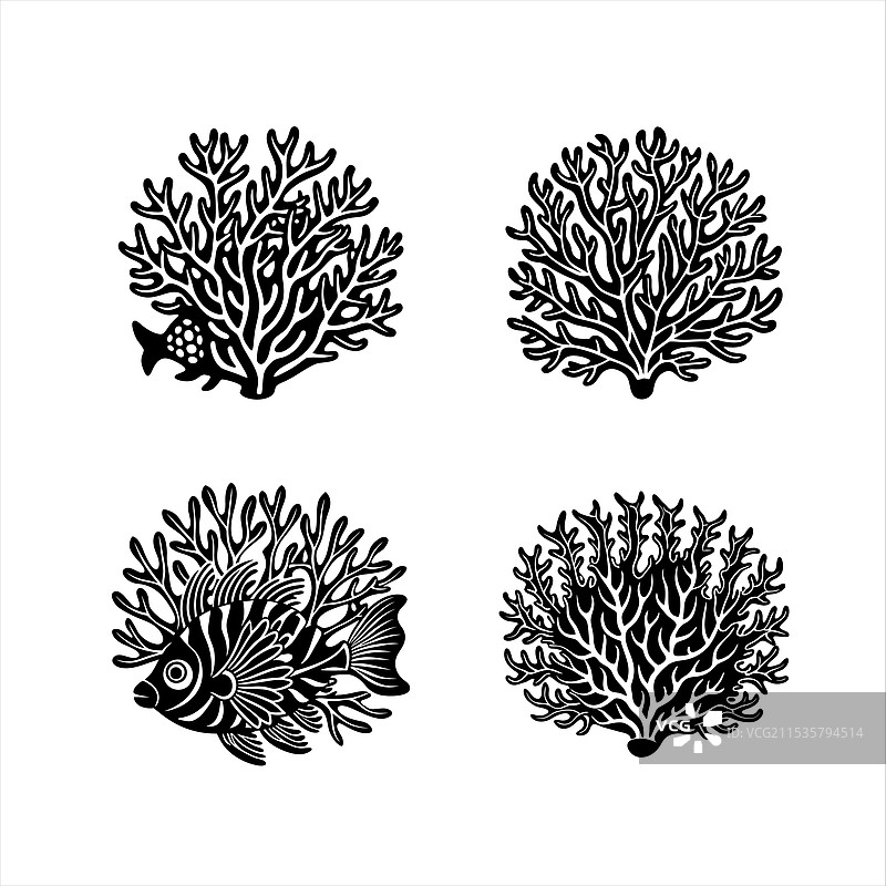 珊瑚动物图像图片素材