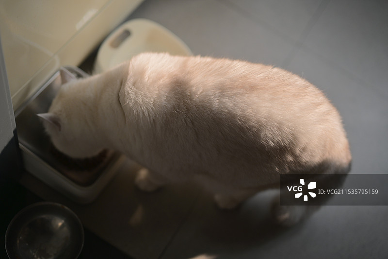 俯拍正在吃猫粮的白色银点猫图片素材