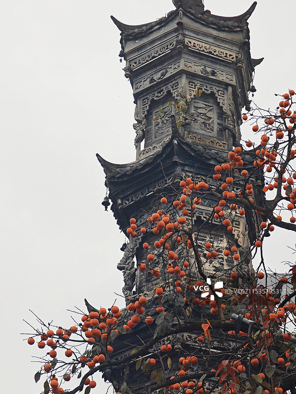 成都崇州街子古镇白色背景冬季柿子树和古塔局部景色图片素材