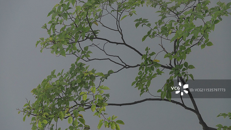 晨雾缭绕下的清江方山图片素材