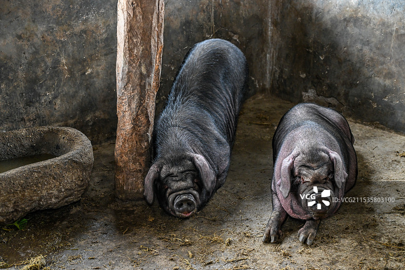 四川省绵阳市北川县农户家中养殖的黑猪图片素材