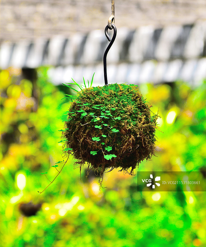 深圳仙湖植物园悬挂的球形苔藓图片素材