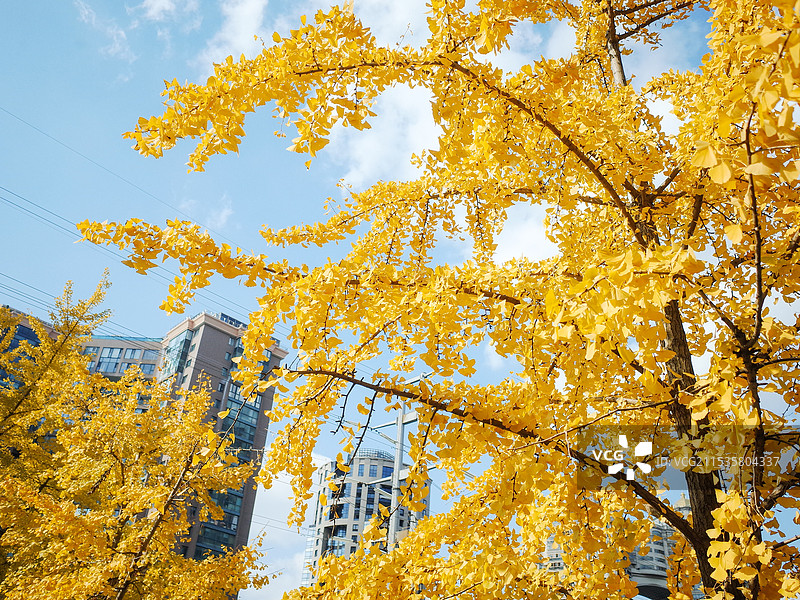秋日上海黄金城道金黄银杏图片素材