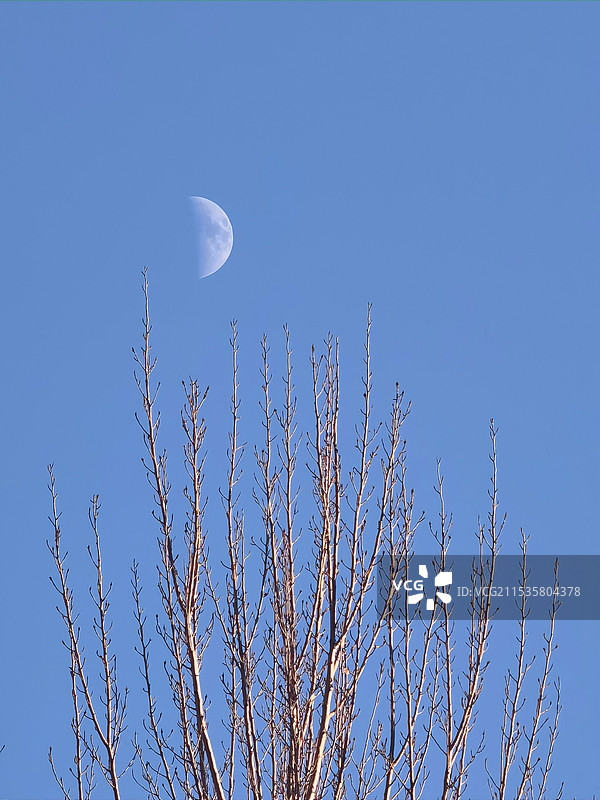 月上枝头图片素材