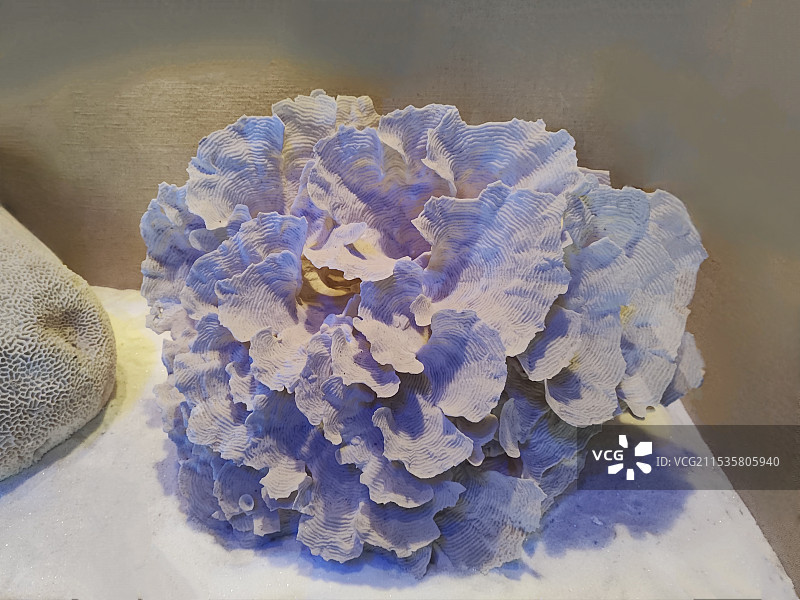 牡丹珊瑚图片素材