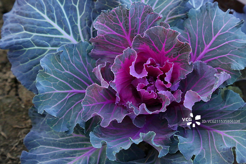 雄安新区雄县美景抓拍图片素材