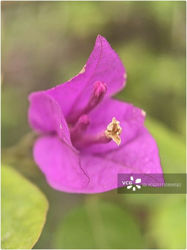 游重庆磁器口古镇25图片素材