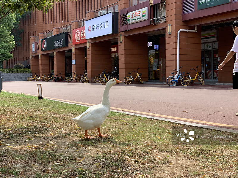 城市里的天鹅和鸭子图片素材