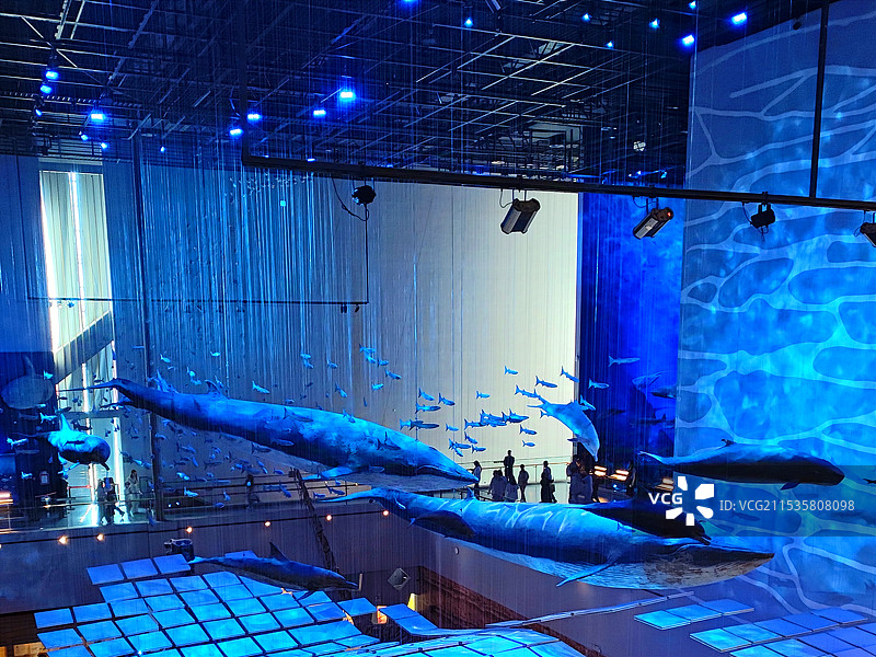 海洋生物标本展览图片素材