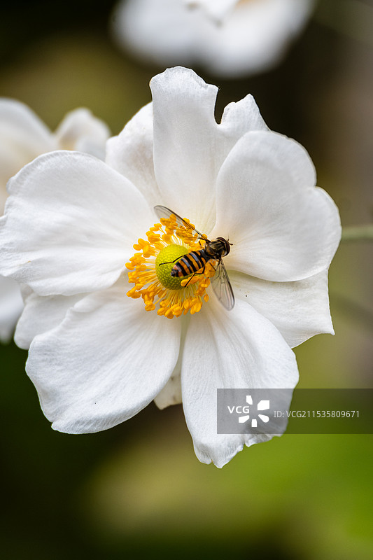 一只趴在野棉花上授粉的昆虫图片素材