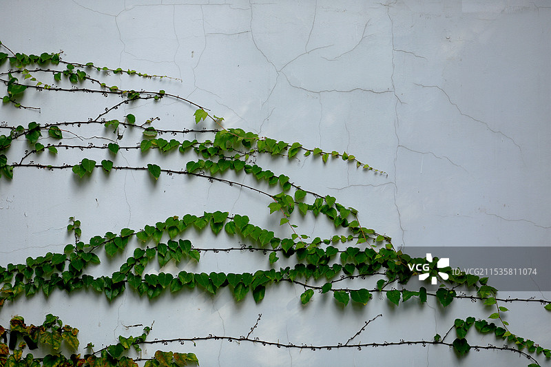 白色墙壁上的爬山虎图片素材