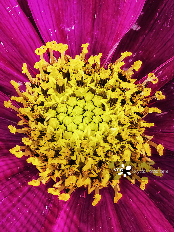 微拍花蕊图片素材