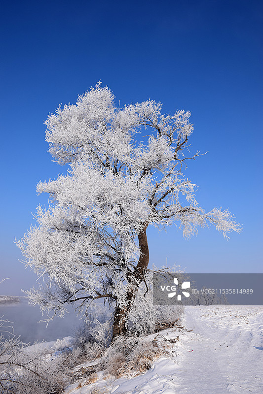 吉林雾凇岛冬天松花江旁雾凇景观图片素材