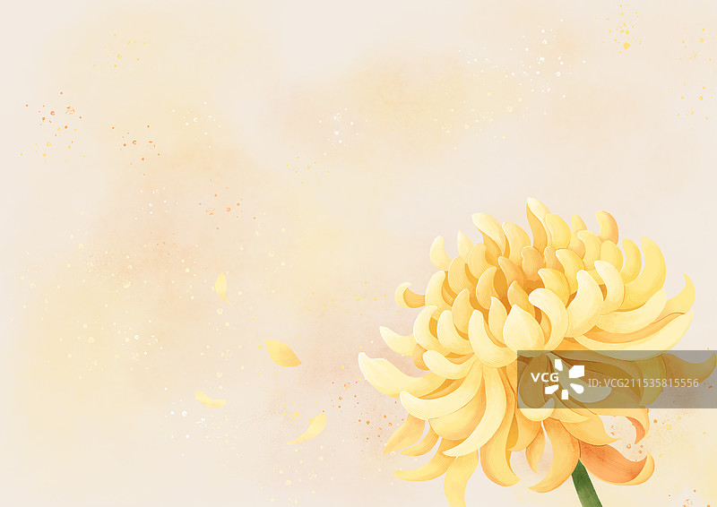 盛开的菊花和飘散的花瓣图片素材