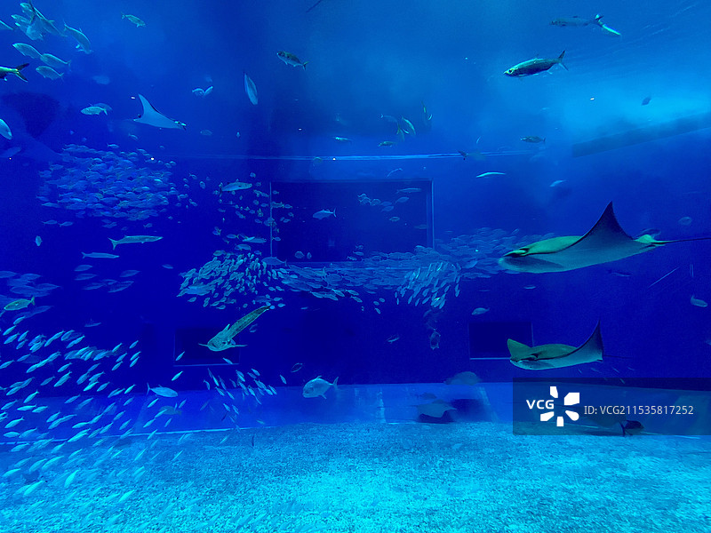 海洋里自由的小鱼图片素材