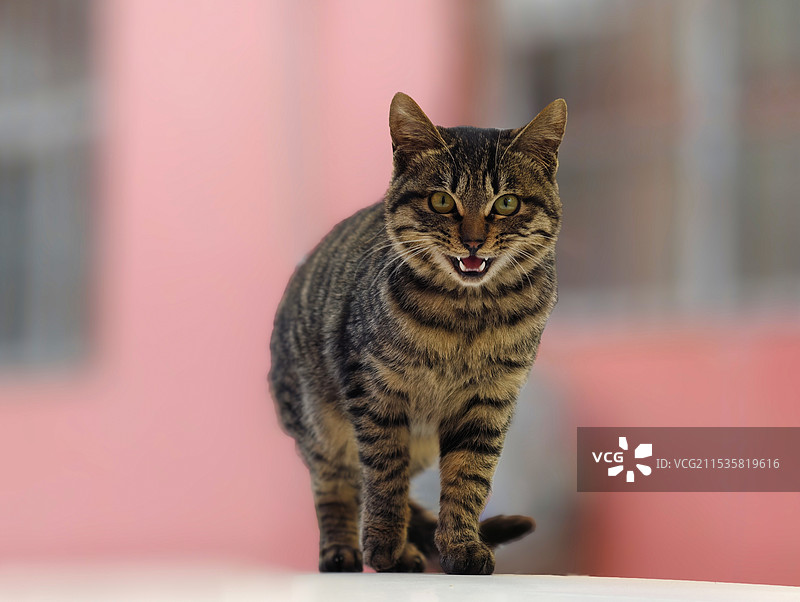 我可是很凶的哦图片素材