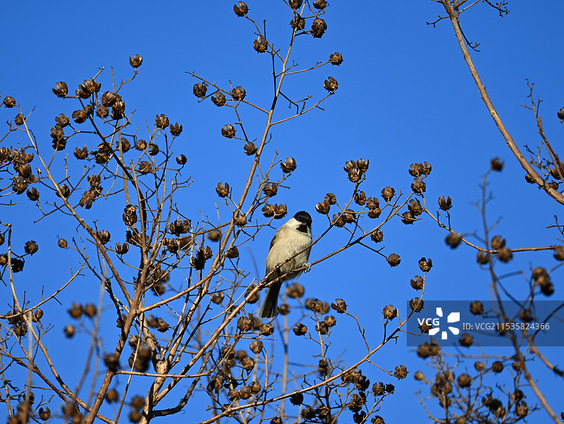 冬日紫薇花枝上的沼泽山雀。图片素材