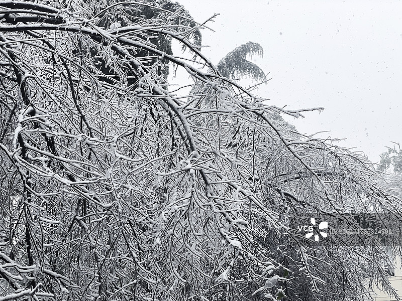 风雪中结冰的树木--武汉汉江的冻雨冰雪天图片素材