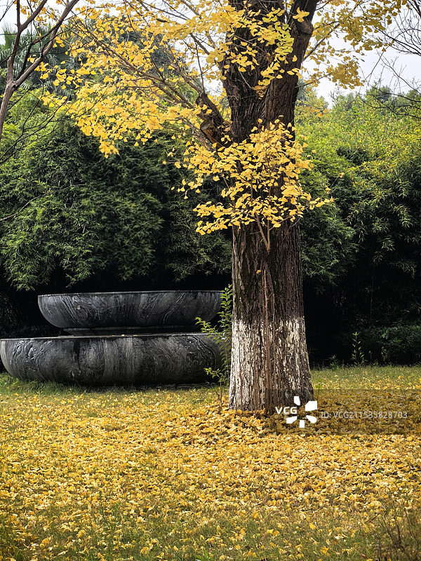 金色的银杏图片素材