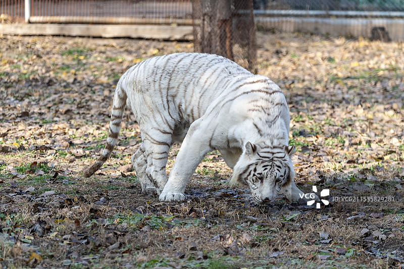 秦皇岛野生动物园图片素材