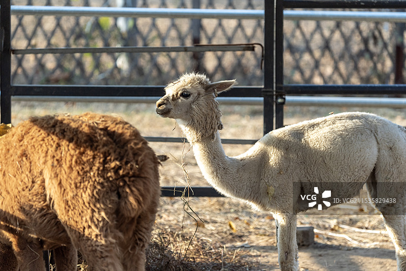 秦皇岛野生动物园图片素材