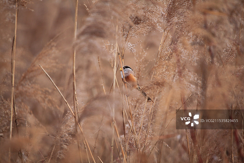 24年11月，冬季的黄河口鸟类图片素材