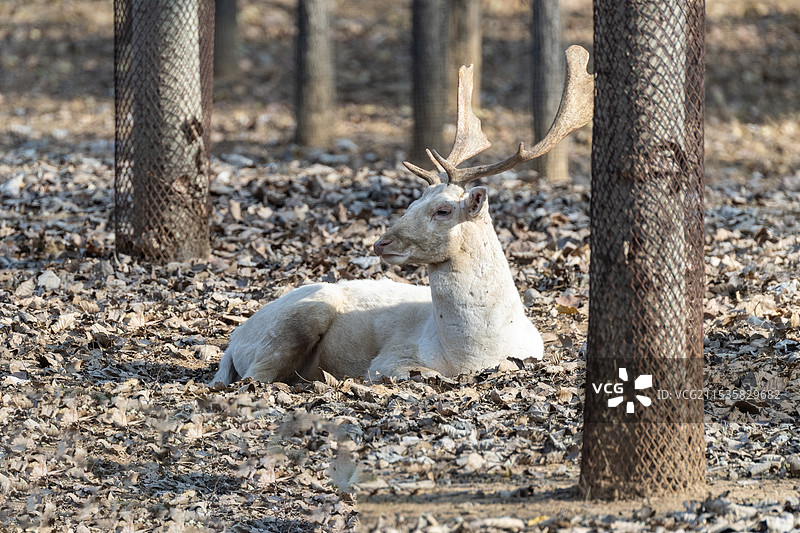 秦皇岛野生动物园图片素材