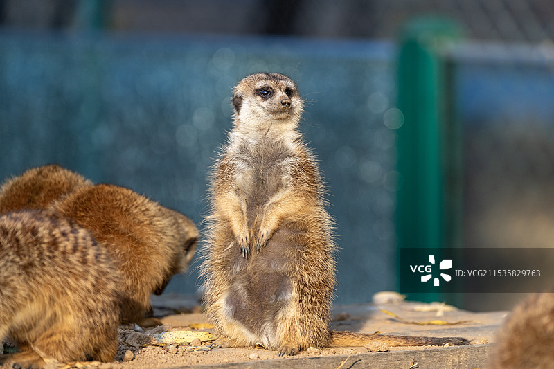秦皇岛野生动物园图片素材