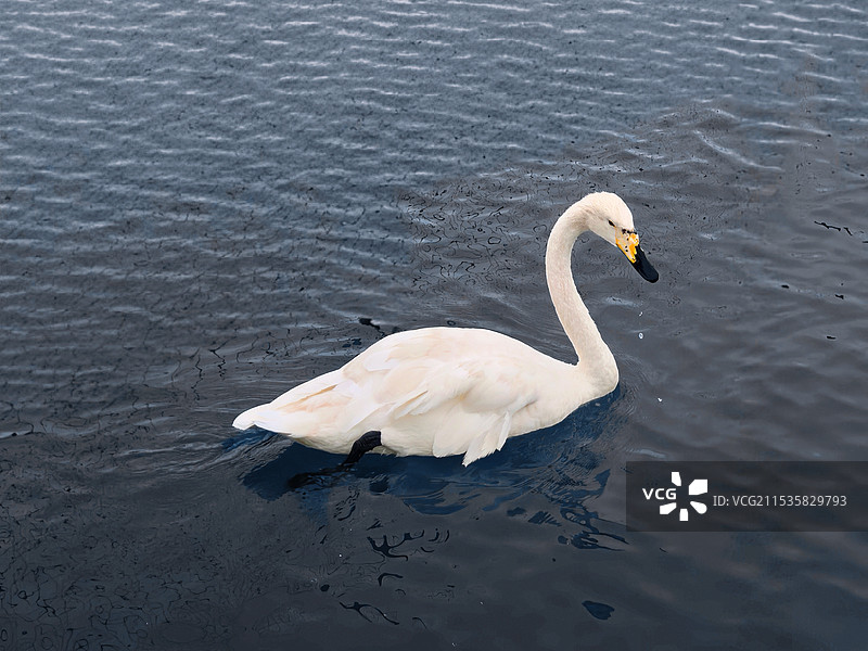 巴音布鲁克草原   流口水的白天鹅图片素材