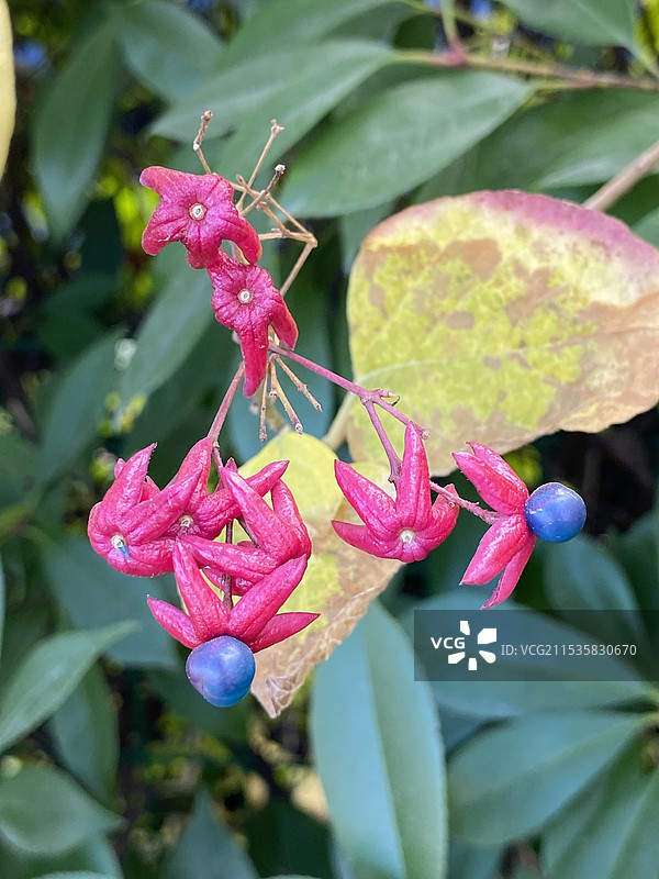 似花非花（海州常山）图片素材