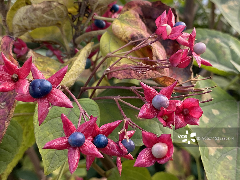 似花非花（海州常山）图片素材