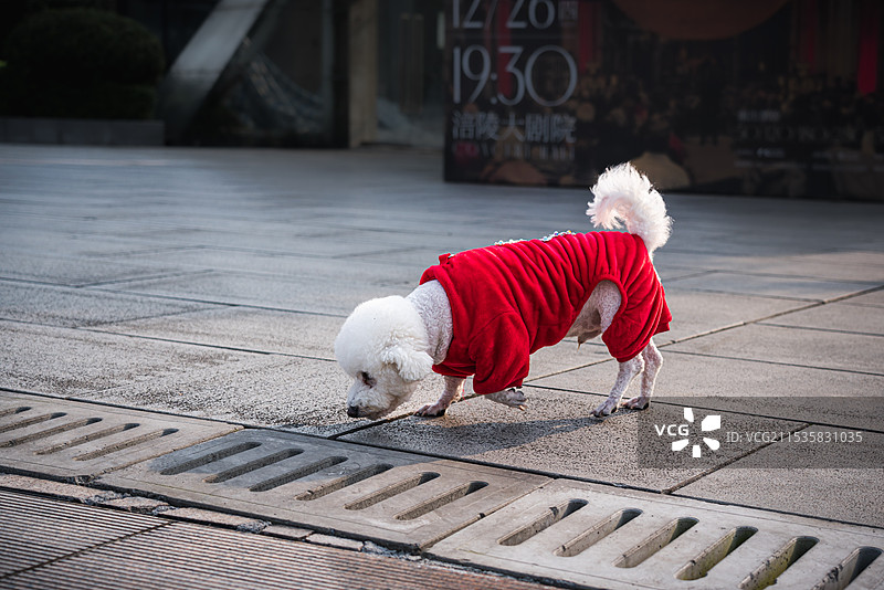 冬日广场上穿着红色这衣服的白色宠物狗图片素材