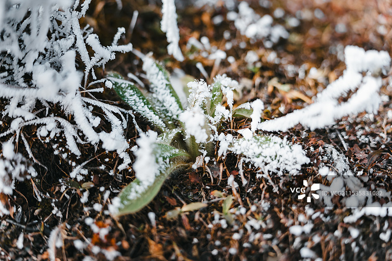 冬季高原植物绿绒蒿积雪特写图片素材
