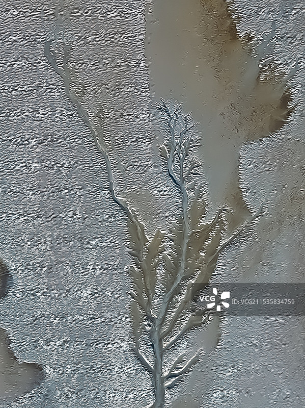 航拍浙江嘉兴海宁市钱塘江潮汐树图片素材