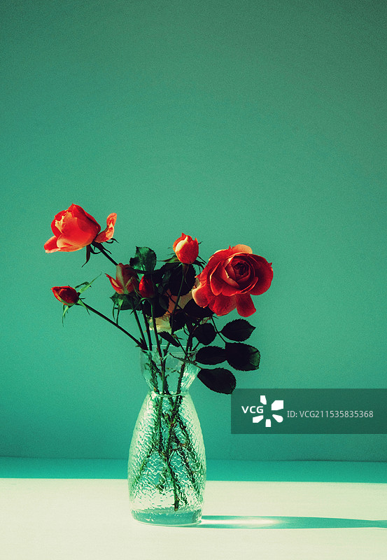 背景下的月季花图片素材