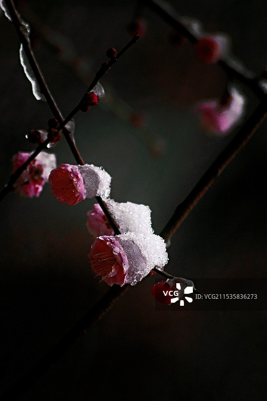梅雪争春图片素材