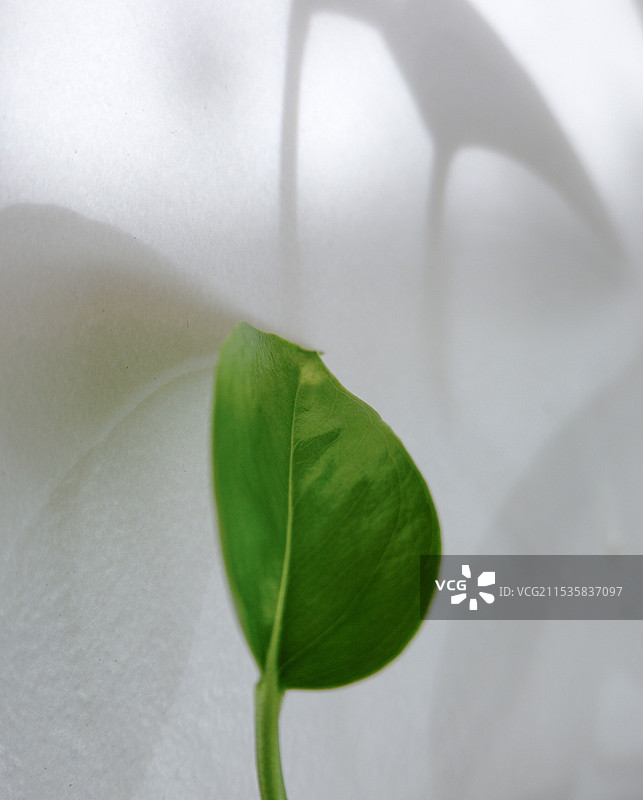 绿叶特写图片素材