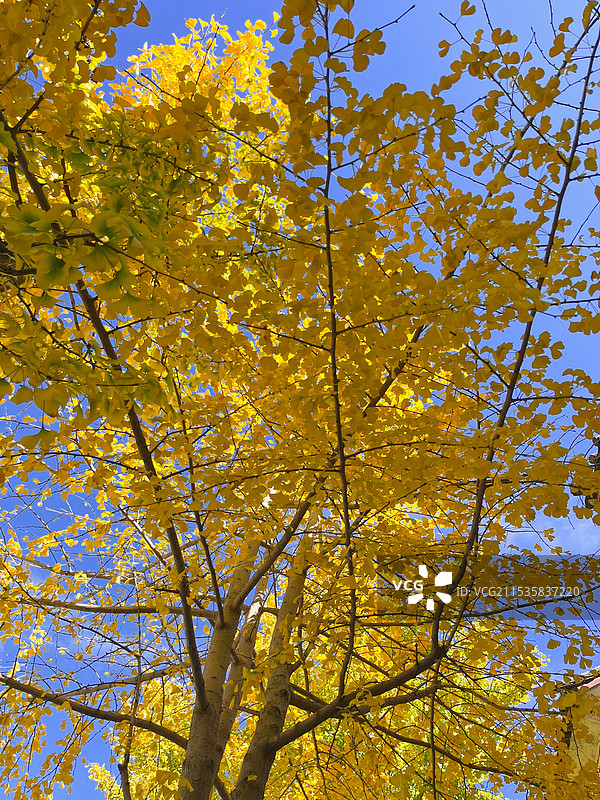 路边秋天的银杏图片素材