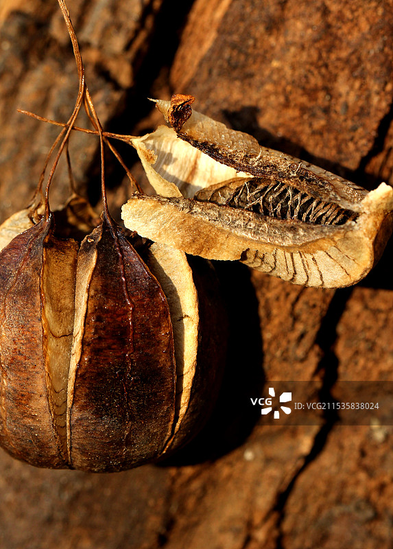 马兜铃成熟的果实冬季靠自然力量撒播种子图片素材