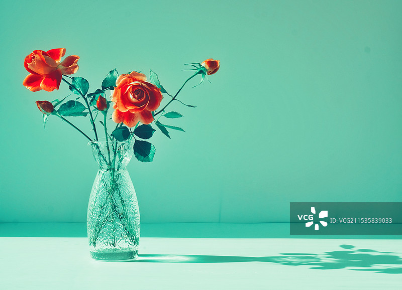 绿色背景下的月季花图片素材