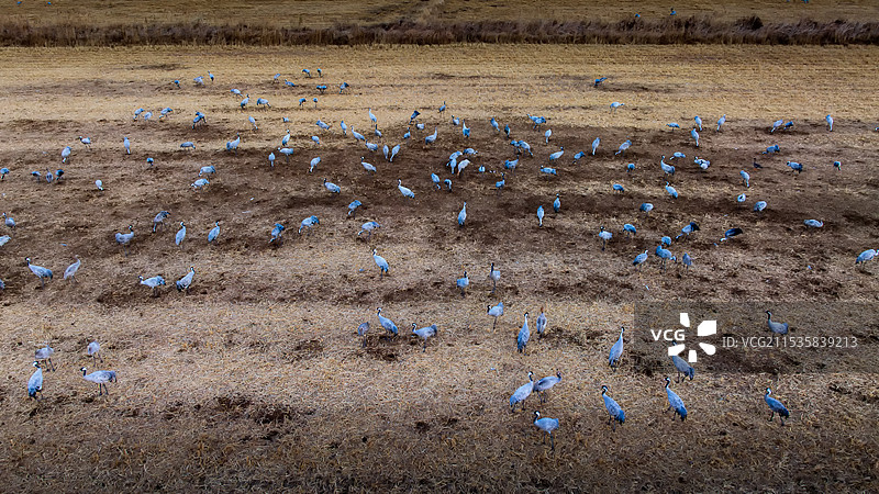 灰鹤在黄河入海口收割后的稻田里觅食图片素材