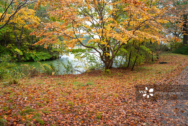 大沼国定公园秋色图片素材