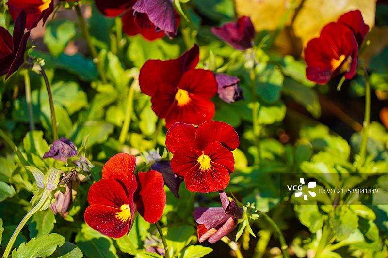 百花苑的花花图片素材